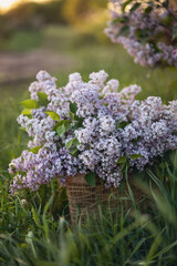 Obraz premium Still life. A photograph of a bouquet of blooming lilacs in a basket outside.