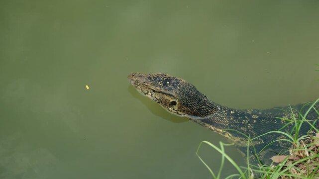 Asian water monitor lizard swimming in pond at Lumphini Park Bangkok, tropical reptile wildlife 