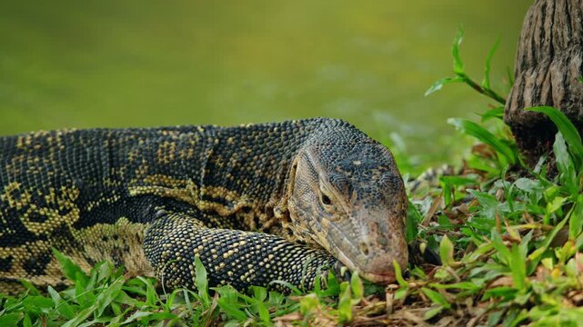 Asian water monitor lizard resting on grass in Lumphini Park Bangkok, exotic reptile wildlife portrait in Thailand
