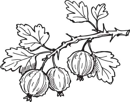 Gooseberry ribes uva-crispa branch with ribbed berries thorns and lobed leaves hand drawn sketch vector illustration isolated