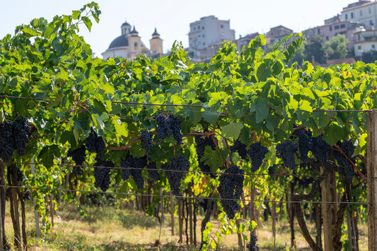 Grapes in Ariccia vineyard, Castelli Romani, Italy