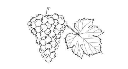 Detailed black and white line art sketch shows a large bunch of ripe grapes attached to a stem with a single vine leaf.