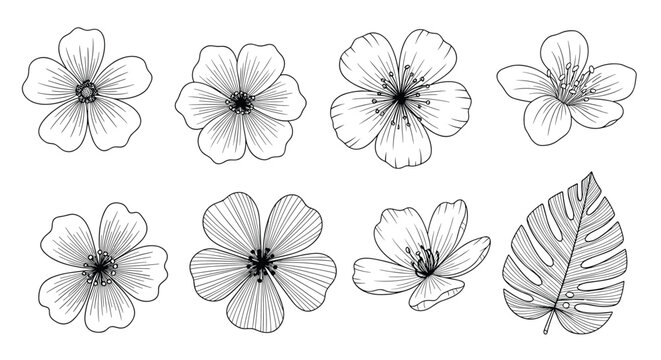 Collection of eight detailed flower and leaf sketches in various shapes and orientations is presented in a monochrome botanical style.