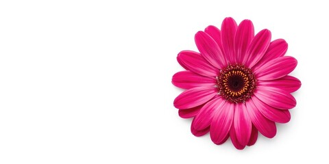 Fototapeta premium Colorful flower with deep pink petals presented on white background