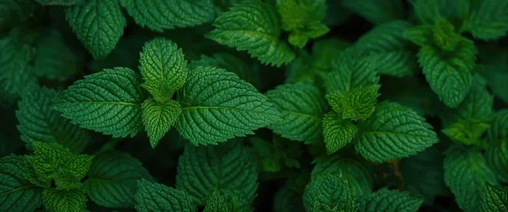 Extreme close up of common nettle leaves displaying fine texture and structure © The 2R Artificiality