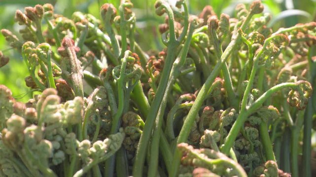 春の山菜 青森県産の新鮮なワラビのクローズアップ