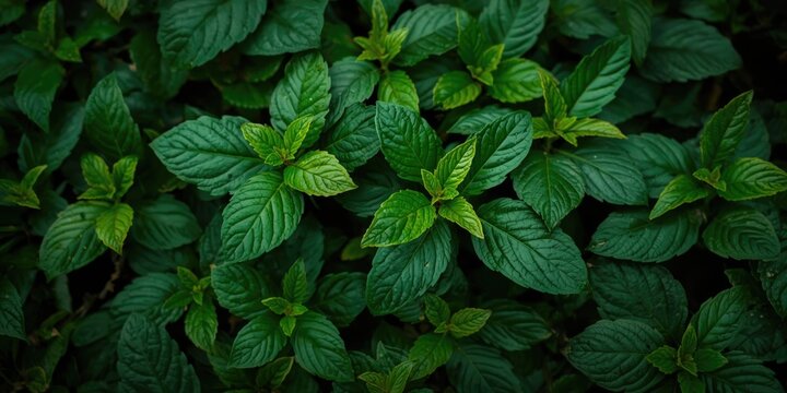 Freshly gathered vibrant Chenopodium album leaves used in healthy cooking
