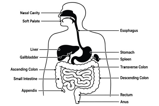 Diagram of the human digestive system with labeled organs Vector