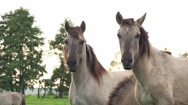Two semi-wild horse mares looking into the camera, portrait clip, Pape Nature Park, Latvia