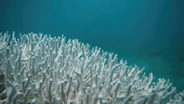 Coral bleaching due to thermal anomaly impairing algae with copy space
