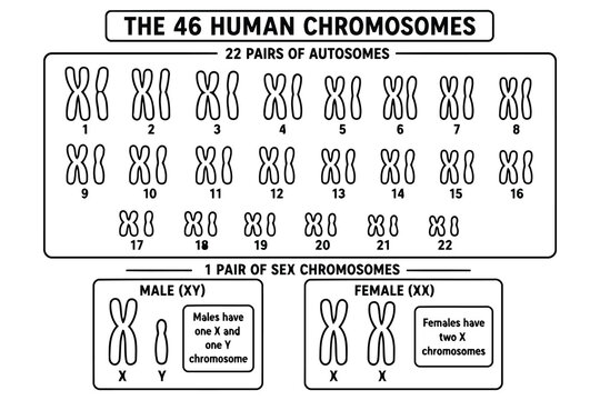 Educational diagram of human chromosomes chart Vector