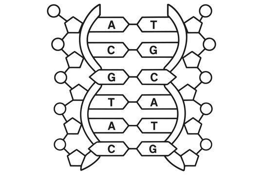 Dna double helix structure with nucleotide base pairs Vector