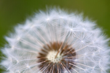 Obraz premium Dandelion flower close up with a green background.