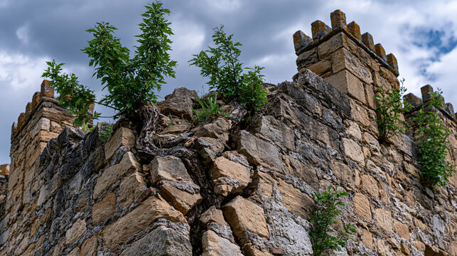 Ruined drawbridge tower gatehouse masonry fractures along historic mortar coursing, battlemented parapet stones displaced by root pressure from self-seeded ash saplings, dramatic cloudscape casting 