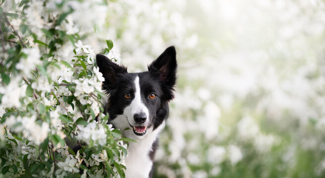 Happy Border Collie peeking through white blooming flowers with bright eyes and open mouth, beautiful spring dog portrait in blossoming garden.