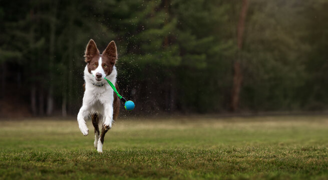 Brown and white Border Collie running fast with ball toy in mouth, water drops flying around, energetic dog in action on field against forest background.