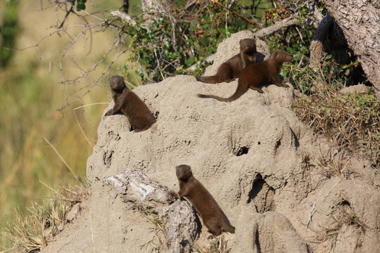 S&uuml;dliche Zwergmanguste auf Termitenh&uuml;gel / Dwarf mongoose at Termit's nest / Helogale parvula