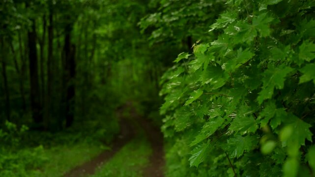 Forest Path Among Green Trees