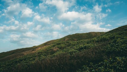 Fototapeta premium Gentle rolling hillside with thick plant life and a calm sky scattered with light clouds creating peace