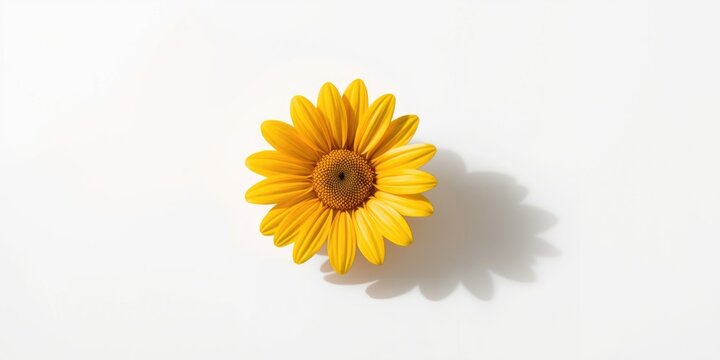 Elegant Transvaal daisy blossom displayed on white backdrop