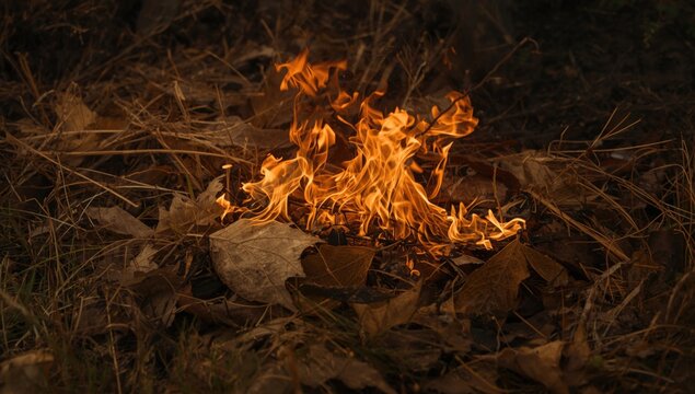 Dry leaves and grass ablaze as forest fire intensifies across ground layer