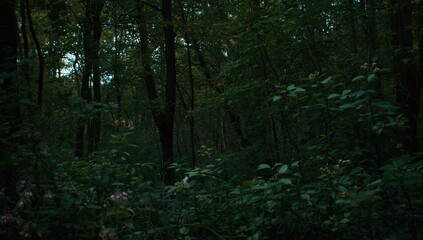 Fototapeta premium Creepy woodland scene with dense foliage and blooming plants