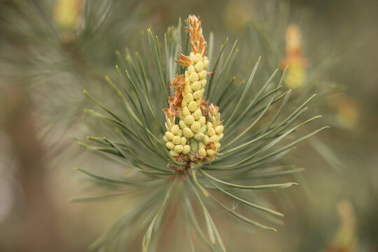Pine tree male pollen cones and green needles in spring, close-up macro