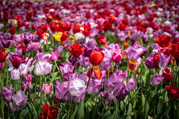Fototapeta premium Spring meadow with a lot of multicolored violet and yellow tulip flowers, floral background