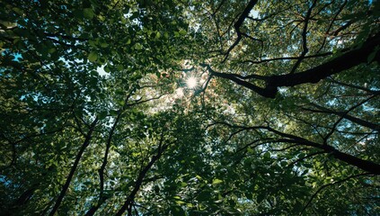 Fototapeta premium Colorful forest canopy with sunlight piercing the green leaves from below