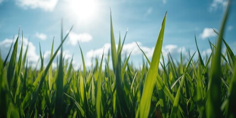 Obraz premium Fresh emerald grass blades prospering under brilliant summer skies with copy space