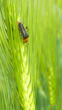 Cantharis fusca beetle climbing green wheat ear in summer field vertical video