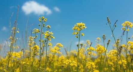 Obraz premium Comprehensive guide to pollen allergies featuring symptom highlights and natural remedies beneath a clear blue sky and blooming yellow flower field