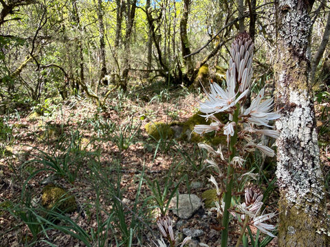 wild asphodel flower blooming in sunlit forest with copyspace concept of nature conservation, ecology, botany
