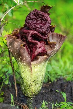 Exotic corpse flower blooming with a deep maroon spathe and spadix.