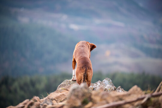 Dog stands on cliff edge facing away, looking down in valley, dog has orange hair with white paws