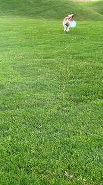 3playing Dog fetching blue disk toy in nature. Running active Jack Russell terrier running on the grass. Vertical video footage