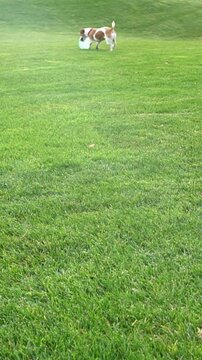Dog fetching blue disk toy in nature. Running active Jack Russell terrier playing on the grass. Vertical video footage