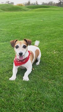 dog dances in front of the camera, excitedly moving its paws, impatiently waiting for a toy. Nature green hills. vertical video footage. Playing active pet activities outdoors