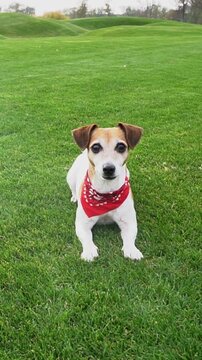 Dog with red scarf resting on green grass. nature outdoors. vertical video footage pet theme
