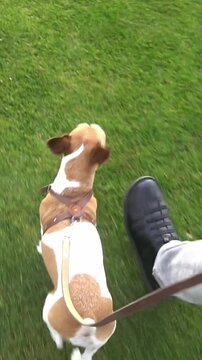 dog walks on a leash next to its owner, looking up at him, waiting for a command. Obedience training, dog training. Vertical video footage. 