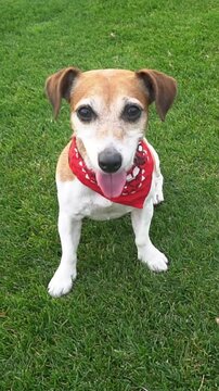 Adorable dog sits calmly on the grass in a red scarf, resting after playing, looking at the camera and smiling. smart eyes. Vertical video footage. top view