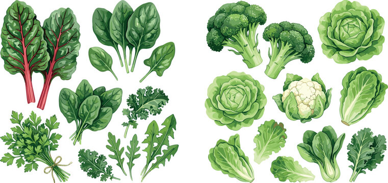 Fresh green leafy vegetables mega collection set with broccoli, spinach, kale, and chard hand drawn watercolor style vector illustration isolated on white background for healthy food design