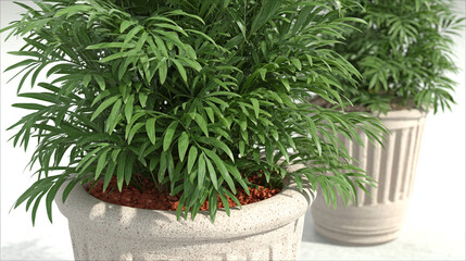 Fototapeta premium Green potted ornamental plant with fern-like foliage in decorative stone container