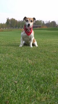 dog in a red bandana sits on the grass, looks at the camera, and patiently waits for a ball to be thrown. to fetch. Playing at the nature. Vertical video footage
