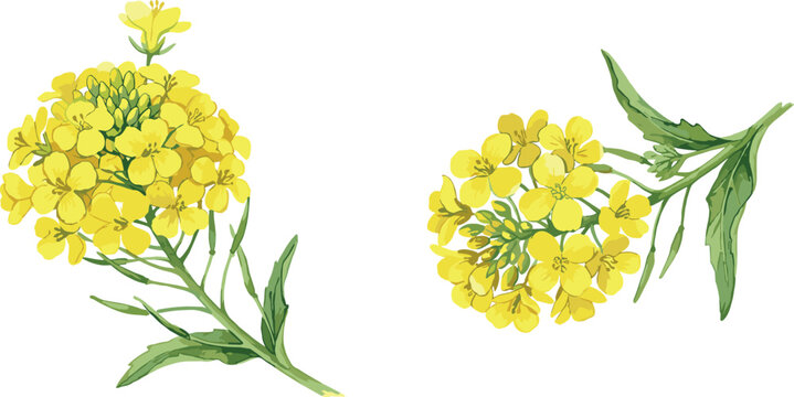 Yellow mustard blooming flowers with green leaves hand drawn watercolor style vector illustration isolated on white background for organic canola oil and agricultural farming design