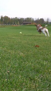 Fast running dog after a ball toy. fetching play time. Active Jack Russell terrier playing outdoors in the nature. vertical video footage