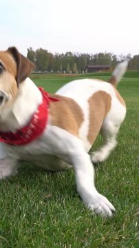Happy, active dog jumps and smiles at the camera and runs out of the frame after a toy ball. Fetching pet at the nature. green grass. vertical video footage