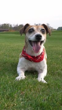 excited impatient playing Jack Russell terrier dog with crazy wide smile dancing dancing in front of the camera in the nature. Vertical video footage