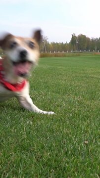 Active crazy dog smiling and dancing in front of the camera. Happy summer walk with pet. excited impatient playing Jack Russell terrier. Vertical video footage