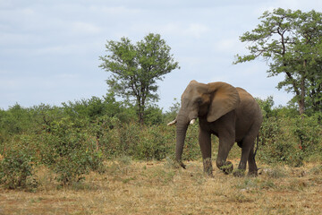 Fototapeta premium Afrikanischer Elefant / African elephant / Loxodonta africana